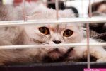猫和老鼠18禁本子