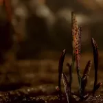 futa alyx monster urethral anal birth