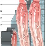 Futanari Anatomy