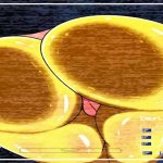 fnaf xxx
