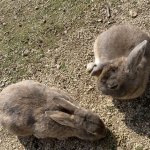 うさぎちゃん気をつけて download