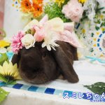 うさぎちゃん気をつけて download